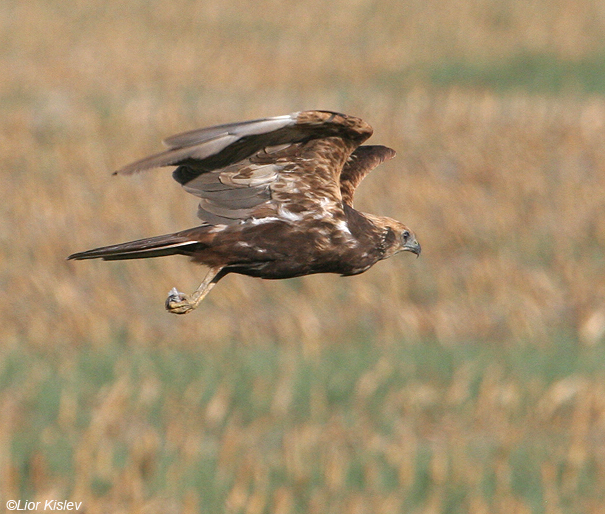 זרון סוף Marsh Harrier  Circus aeruginosus                                 אגמון החולה ,ספטמבר 2007.